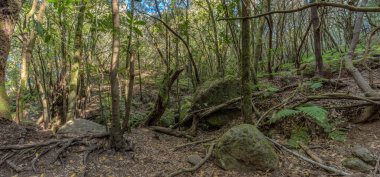 Süper geniş açı panorama. Garajonay Milli Parkı dağlarının yamaçlarında ki orman. Dar dolambaçlı yollar boyunca Dev Laurels ve Tree Heather. Yürüyüş için cennet. La Gomera, İspanya.