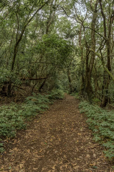 Relict foresta sulle pendici della catena montuosa del Garajonay National Park. Alloro gigante ed erica arborea lungo stretti sentieri tortuosi. Paradiso per escursioni. Cartolina di viaggio. La Gomera, Spagna . — Foto Stock