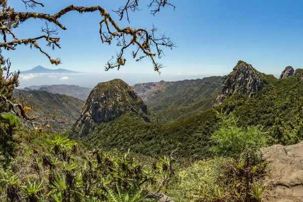 洛斯罗克斯和著名的阿甘多摇滚崇拜的地方附近的加拉约奈国家公园在拉戈梅拉.古老的火山山峰。在陡峭的绿色斜坡上，有遗物的桂冠和希瑟。金丝雀。西班牙 — 图库照片