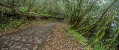 Süper geniş açı panorama. Garajonay Milli Parkı dağlarının yamaçlarında ki orman. Dar dolambaçlı yollar boyunca Dev Laurels ve Tree Heather. Yürüyüş için cennet. La Gomera, İspanya.
