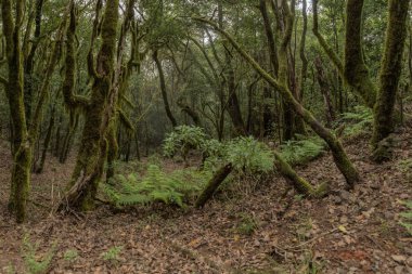Garajonay Milli Parkı'nın dağ sırasının yamaçlarında orman. Dar dolambaçlı yollar boyunca Dev Laurels ve Tree Heather. Yürüyüş için cennet. Seyahat kartpostalı. La Gomera, İspanya.