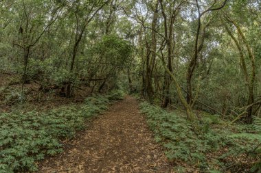 Süper geniş açı panorama. Garajonay Milli Parkı dağlarının yamaçlarında ki orman. Dar dolambaçlı yollar boyunca Dev Laurels ve Tree Heather. Yürüyüş için cennet. La Gomera, İspanya.