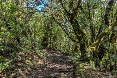 Garajonay Milli Parkı'nın dağ sırasının yamaçlarında orman. Dar dolambaçlı yollar boyunca Dev Laurels ve Tree Heather. Yürüyüş için cennet. Seyahat kartpostalı. La Gomera, İspanya.