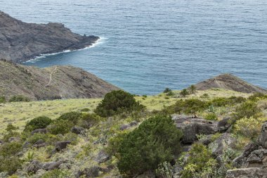 Küçük bir keçi sürüsü yeşil bitki örtüsüyle çevrili dev kayalıklardaki dik bir dağ yamacında bulunuyor. Hastalıklı bir mesafeden telefon lensi ile vurulmuş. La Gomera, Kanarya Adaları, İspanya