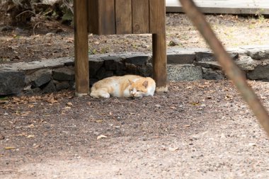 Kızıl kedi, dikkatsizce uyukluyor ve sıcak lav çakıl taşlarının üzerinde güneşleniyor. Telefoto lensle çekilmiş. Playa De Caleta, La Gomera Adası 'nın kuzeydoğusu. Kanarya Adaları, İspanya