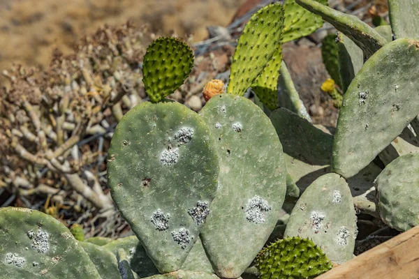 Yakın plan opuntia ficus-indica veya dikenli armut, ayrıca Kaktüs Pear, Nopal, higuera, palera, ton balığı, chumbera, kırkayak böceği - doğal boya karmininin türetildiği Dactylopius kokusu
