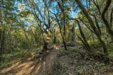 Garajonay Milli Parkı'nın dağ sırasının yamaçlarında orman. Dar dolambaçlı yollar boyunca Dev Laurels ve Tree Heather. Yürüyüş için cennet. Seyahat kartpostalı. La Gomera, İspanya.
