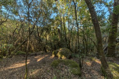 Garajonay Milli Parkı'nın dağ sırasının yamaçlarında orman. Dar dolambaçlı yollar boyunca Dev Laurels ve Tree Heather. Yürüyüş için cennet. Seyahat kartpostalı. La Gomera, İspanya.