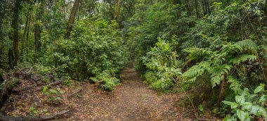 Tenerife adasının en eski sıradağlarının yamaçlarındaki Relict ormanı. Dev Laurels ve Ağaç Heather dar dolambaçlı yollar boyunca. Yürüyüş için cennet. Süper geniş manzara. Kanarya Adaları