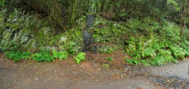 Tenerife adasının en eski dağ yamaçlarında relict orman. Dar dolambaçlı yollar boyunca Dev Laurels ve Tree Heather. Yürüyüş için cennet. Seyahat kartpostalı. Kanarya Adaları.