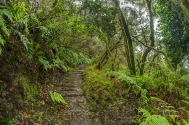 Tenerife adasının en eski sıradağlarının yamaçlarındaki Relict ormanı. Dev Laurels ve Ağaç Heather dar dolambaçlı yollar boyunca. Yürüyüş için cennet. Balık gözü. Kanarya Adaları. İspanya