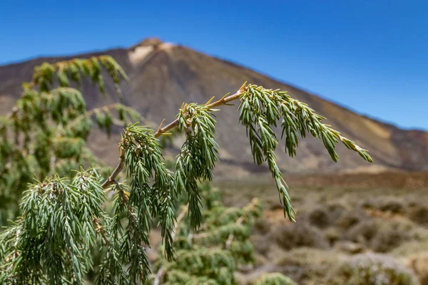 Kanarya Cedar 'ın özel bir kolu, yaklaşın. Seçici odaklanma. Arka planda, Teide volkanı etrafındaki nadir bulunan bitki örtüsü ve lav alanları. Ulusal Park, Tenerife