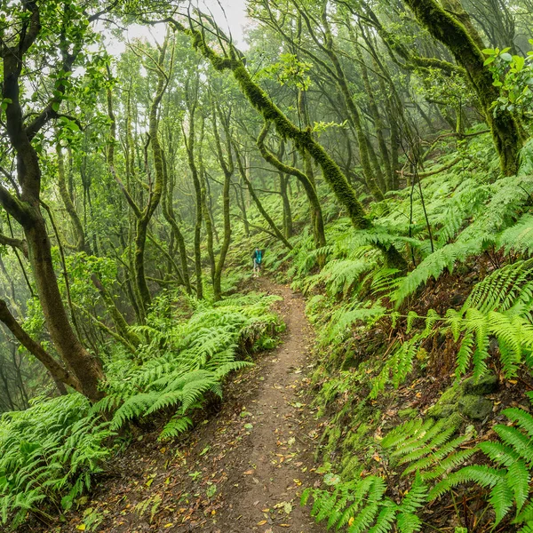 Tenerife adasının en eski sıradağlarının yamaçlarındaki Relict ormanı. Dev Laurels ve Ağaç Heather dar dolambaçlı yollar boyunca. Yürüyüş için cennet. Kare balık gözü. Kanarya Adaları