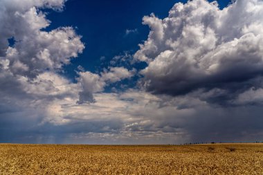 Ağır bulutlar doğal görünümünü sarı zemin üzerinde mavi gökyüzü arka plan üzerinde. Yaz aylarında Fırtına yaklaşırken fotoğraf.