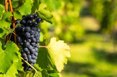 Olgun üzüm ile bağ ayrıntı görünümü. Taze üzüm hasat için hazır yerli. Altın akşam ışığı. Sığ derinlik-in tarla.