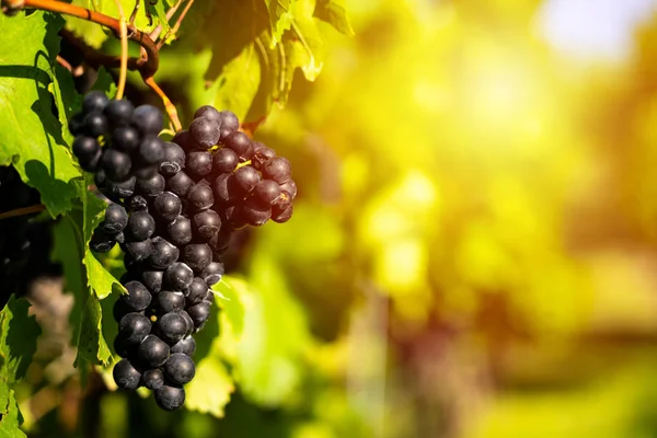 Detail View Vineyard Ripe Grapes Fresh Home Grown Grapes Ready — Stock Photo, Image