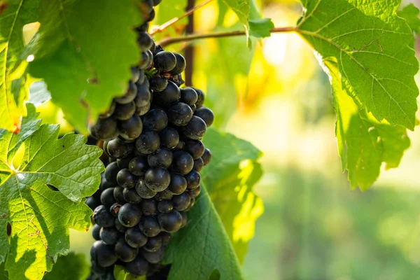Detail View Vineyard Ripe Grapes Fresh Home Grown Grapes Ready — Stock Photo, Image