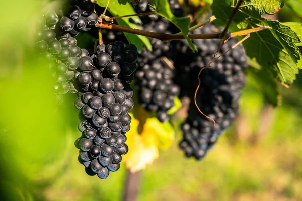 Detail View Vineyard Ripe Grapes Fresh Home Grown Grapes Ready — Stock Photo, Image
