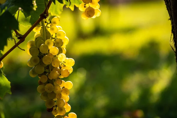 Vista Detallada Del Viñedo Con Uvas Maduras Uvas Frescas Cultivadas — Foto de Stock