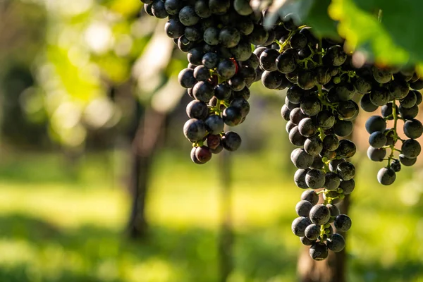 Detail view of vineyard with ripe grapes. Fresh home-grown grapes ready for harvest. Golden evening light. Shallow depth of field.