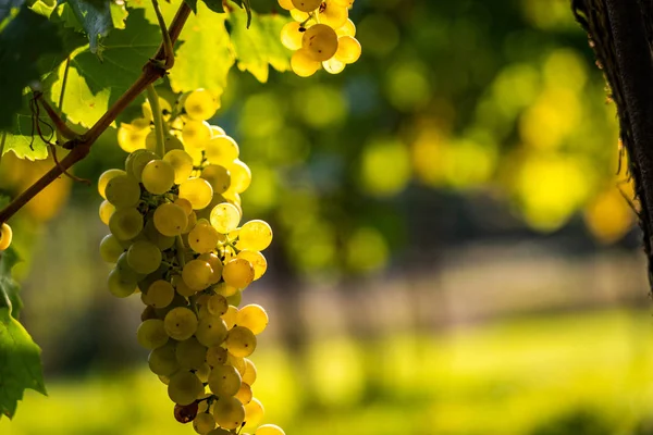 Detailansicht Des Weinbergs Mit Reifen Trauben Frische Selbst Angebaute Trauben — Stockfoto