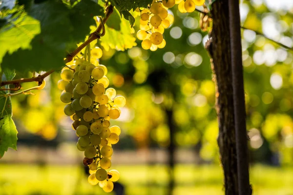 Detail view of vineyard with ripe grapes. Fresh home-grown grapes ready for harvest. Golden evening light. Shallow depth of field.