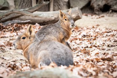 Patagonya Mara (Dolichotis patagonum portresi).