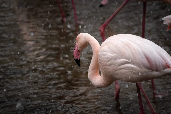 Retrato Cercano Flamingo Mayor Flamingo Fenicóptero Rosado Nevadas — Foto de Stock