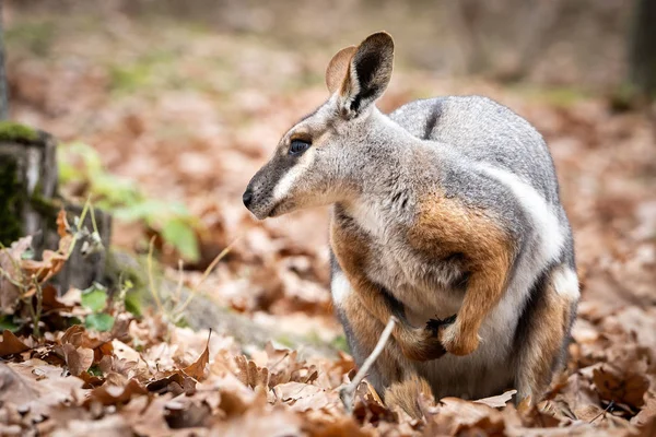 Retrato Perto Amarelo Rocha Wallaby Petrogale Xanthopus Ambiente Natureza — Fotografia de Stock