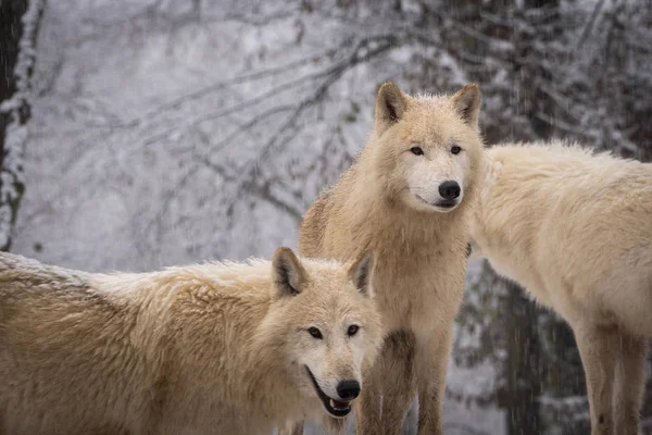 Арктический Волк Canis Lupus Arctos Полярный Волк Белый Волк Глубоких — стоковое фото