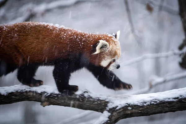 Red Panda, Firefox or Lesser Panda (Ailurus fulgens) in heavy snowfall.