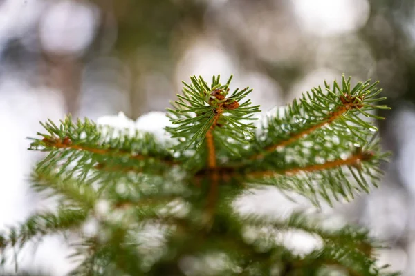 森林里的冷杉树被雪覆盖着 选择性对焦 — 图库照片