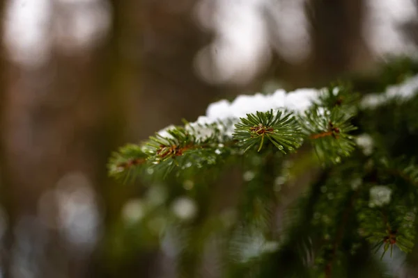 Neve Cobriu Abetos Floresta Foco Seletivo — Fotografia de Stock