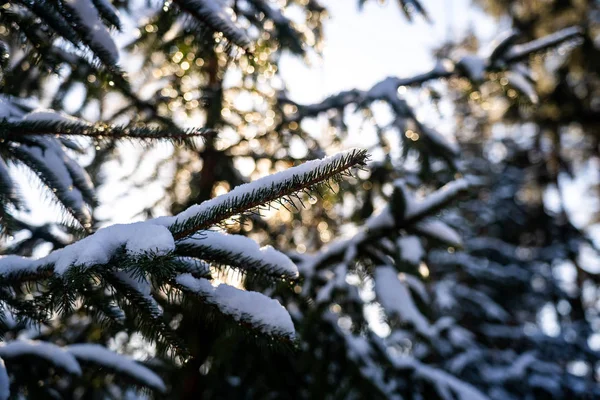 Inverno Foto Temática Paisagem Nevada Ensolarada Neve Cobriu Abetos Floresta — Fotografia de Stock