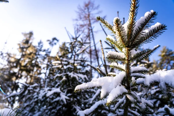 Winter Thema Foto Von Sonnigen Verschneiten Landschaft Schneebedeckte Tannen Wald — Stockfoto