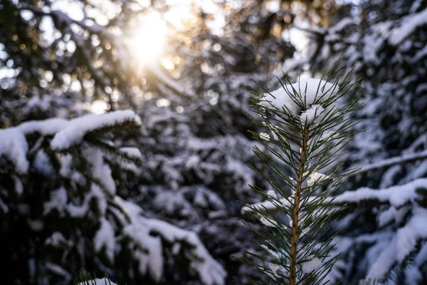 Winter Thema Foto Von Sonnigen Verschneiten Landschaft Schneebedeckte Tannen Wald — Stockfoto