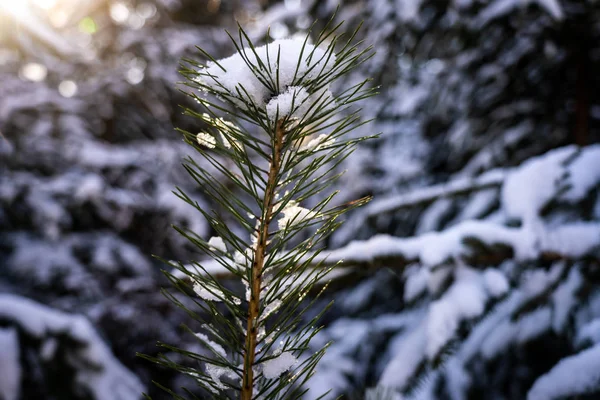 Winter Thema Foto Von Sonnigen Verschneiten Landschaft Schneebedeckte Tannen Wald — Stockfoto