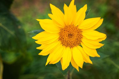 Bir portre üzerinde yeşil arka plan ayçiçeği.