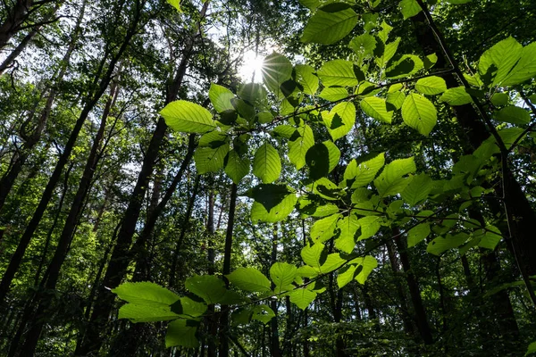 Sun Dramatically Casting Intense Rays Large Trees Summer Day Deep — Stock Photo, Image