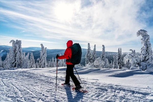 Actividad Deportiva Invierno Senderismo Mujer Con Mochila Raquetas Nieve Bosque — Foto de Stock