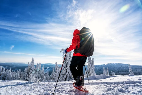 Kış spor aktivitesi. Kadın uzun yürüyüşe çıkan kimse sırt çantası ve kar iz orman snowshoeing kar ayakkabıları ile hiking. İğne yapraklı ağaçlar ve beyaz kar güzel manzara.
