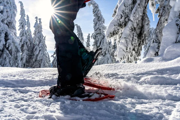 Actividad Deportiva Invierno Senderismo Mujer Con Mochila Raquetas Nieve Bosque — Foto de Stock