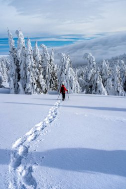 Kış spor aktivitesi. Kadın uzun yürüyüşe çıkan kimse sırt çantası ve kar iz orman snowshoeing kar ayakkabıları ile hiking. İğne yapraklı ağaçlar ve beyaz kar güzel manzara.