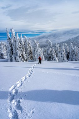 Kış spor aktivitesi. Kadın uzun yürüyüşe çıkan kimse sırt çantası ve kar iz orman snowshoeing kar ayakkabıları ile hiking. İğne yapraklı ağaçlar ve beyaz kar güzel manzara.