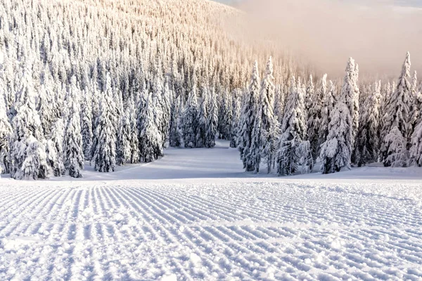 Groomed Ski Slope Nobody Waiting Used Surrounded Snow Covered Trees — Stock Photo, Image