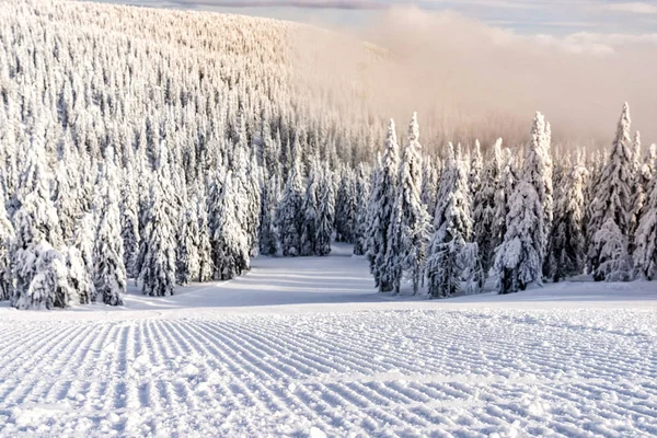 Groomed Ski Slope Nobody Waiting Used Surrounded Snow Covered Trees — Stock Photo, Image