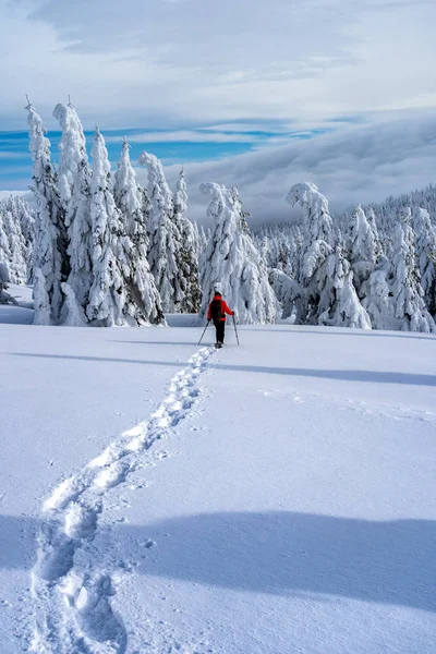 Kış spor aktivitesi. Kadın uzun yürüyüşe çıkan kimse sırt çantası ve kar iz orman snowshoeing kar ayakkabıları ile hiking. İğne yapraklı ağaçlar ve beyaz kar güzel manzara.