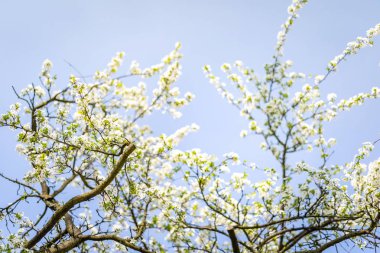 Güneşli ışık, çiçek arka plan, bahar çiçek açan çiçekler güzel ihale ağaç çiçeği.