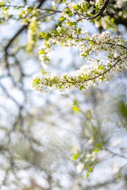 Güneşli ışık, çiçek arka plan, bahar çiçek açan çiçekler güzel ihale ağaç çiçeği.