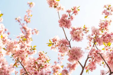 Güneş ışığında güzel, narin bir ağaç, çiçek arkaplanı, bahar çiçekleri.